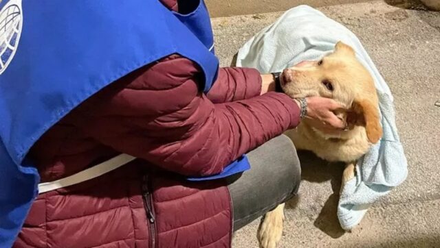 Cane impaurito dai botti di Capodanno si butta dal terzo piano