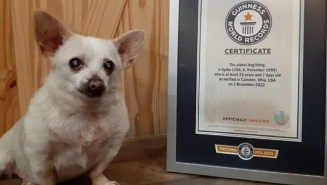 Il cane più vecchio del mondo ha 23 anni: il record di Spike