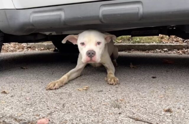 Cane randagio rimane settimane sotto un’auto: poi qualcuno lo trova e lo salva