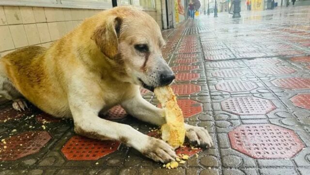 Cane rimane davanti al panificio anche dopo la chiusura, chiedendo un po’ di cibo