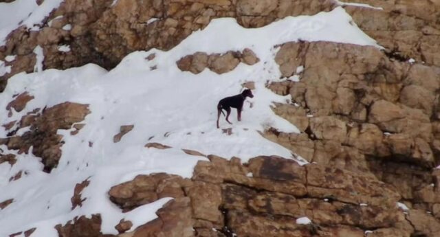 Ritrovato il cane smarrito sulle montagne dello Utah a Natale