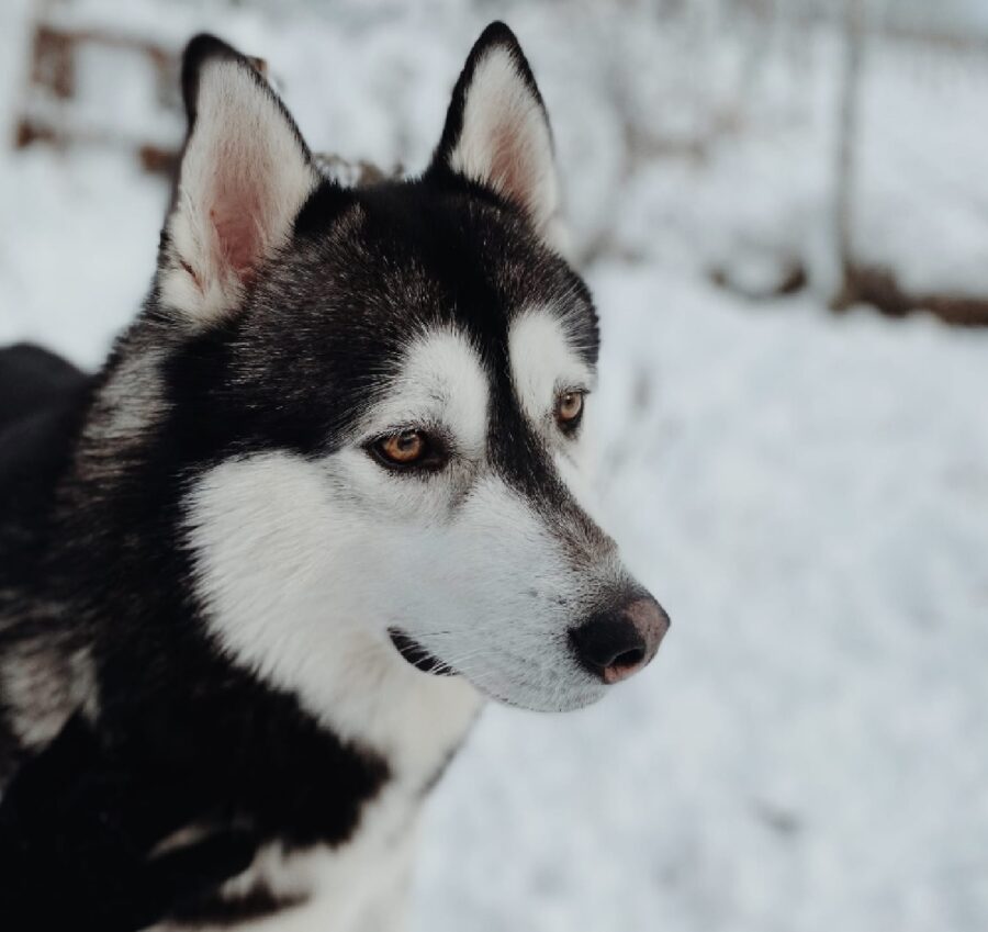 cane sulla neve