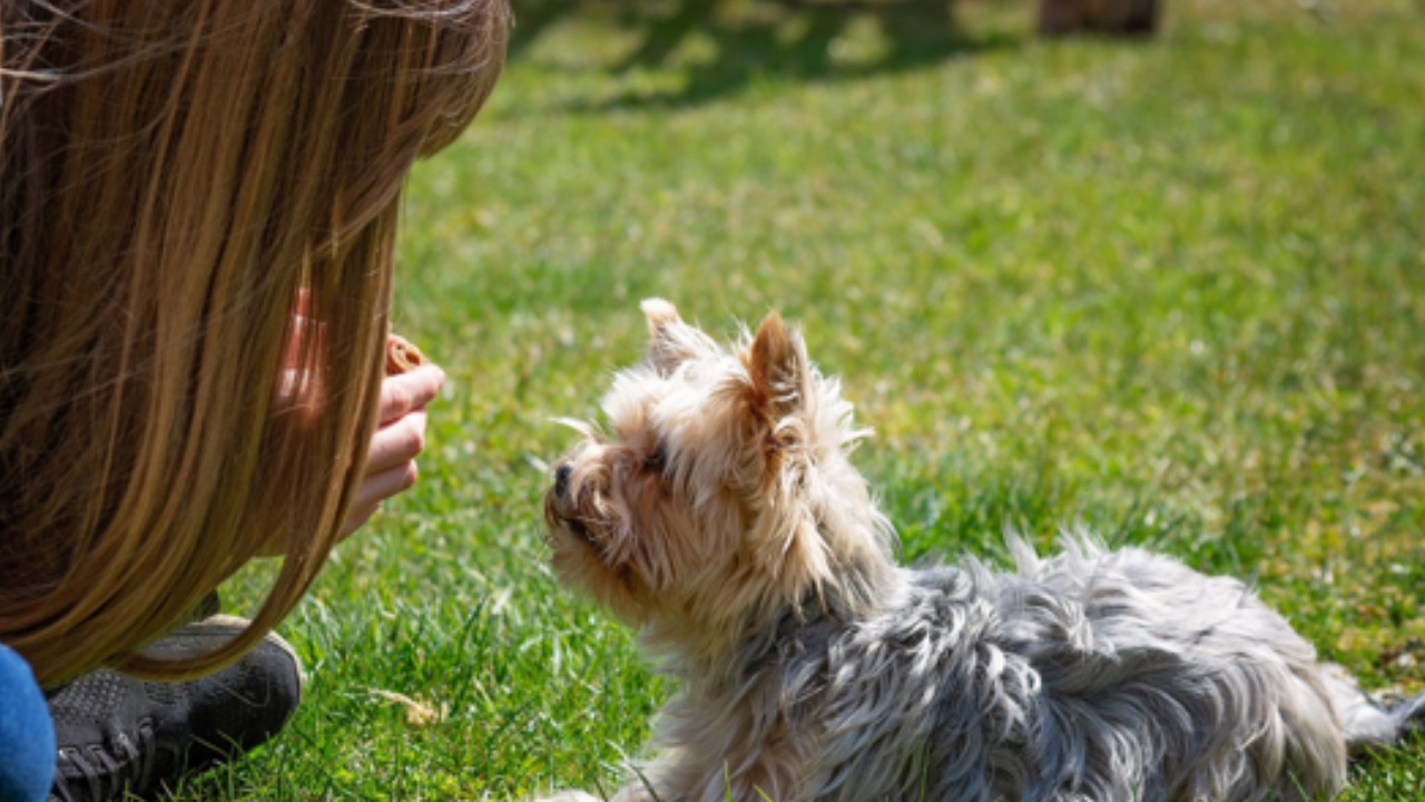 Cane gioca con la ragazza