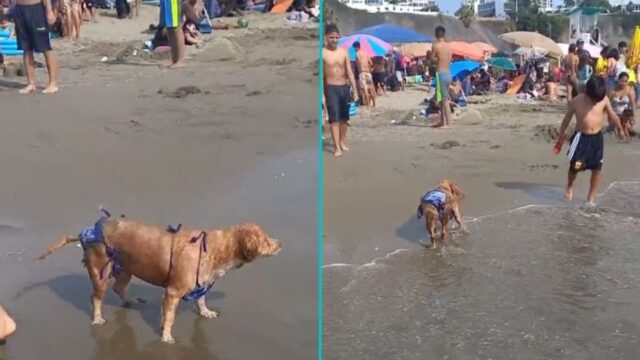 Questa cagnolina si fa notare: indossa e sfoggia un bikini davvero invidiabile