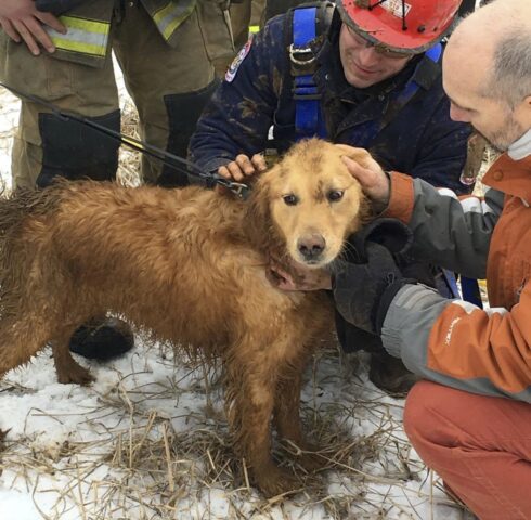 Cagnolona cade in un pozzo e resta bloccata per due giorni e i Vigili del Fuoco le salvano la vita