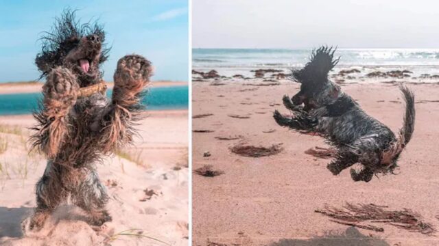 Questo cane ha un modo estremo per dimostrare quanto ama la spiaggia