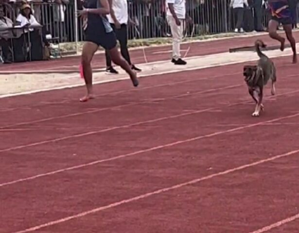 Il cane si intrufola nella competizione di atletica e fa impazzire il pubblico