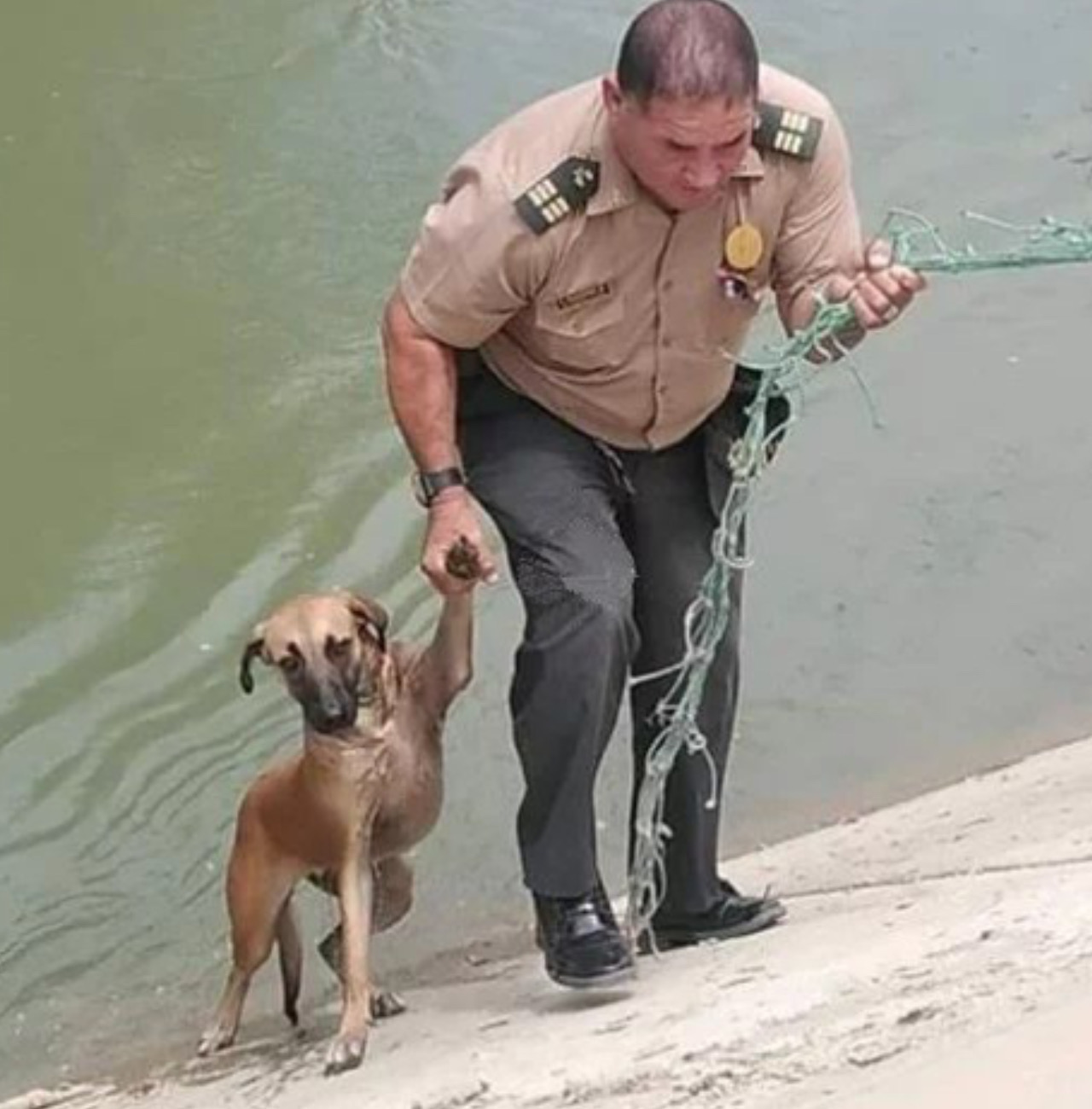 Cane salvato dalle forze dell’ordine