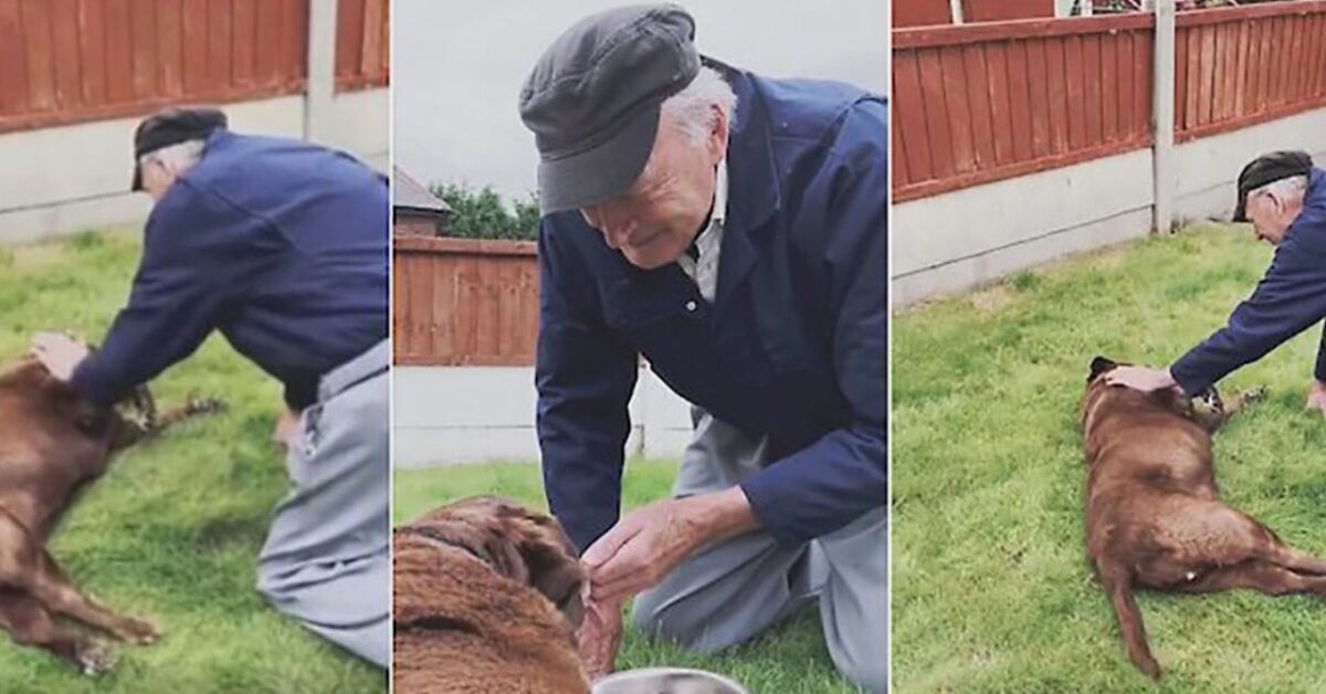 L uomo di 90 anni decide di salutare il cane morente del vicino è un addio a dir poco straziante