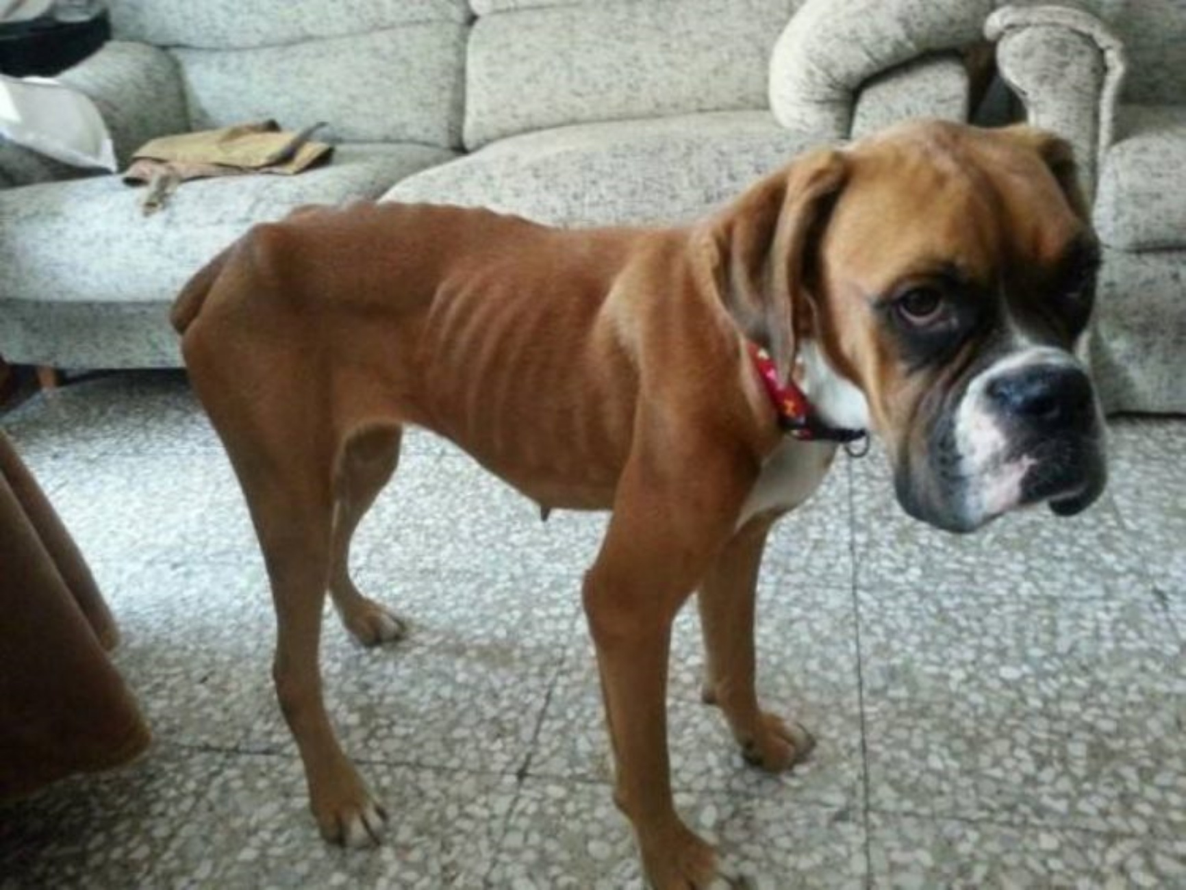 boxer triste