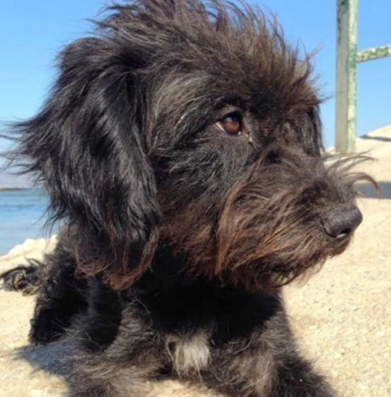 Cagnolino in spiaggia