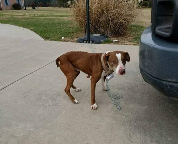 Questo ragazzo ha guidato per più di 1000 km pur di far riunire un cane alla sua amata padrona