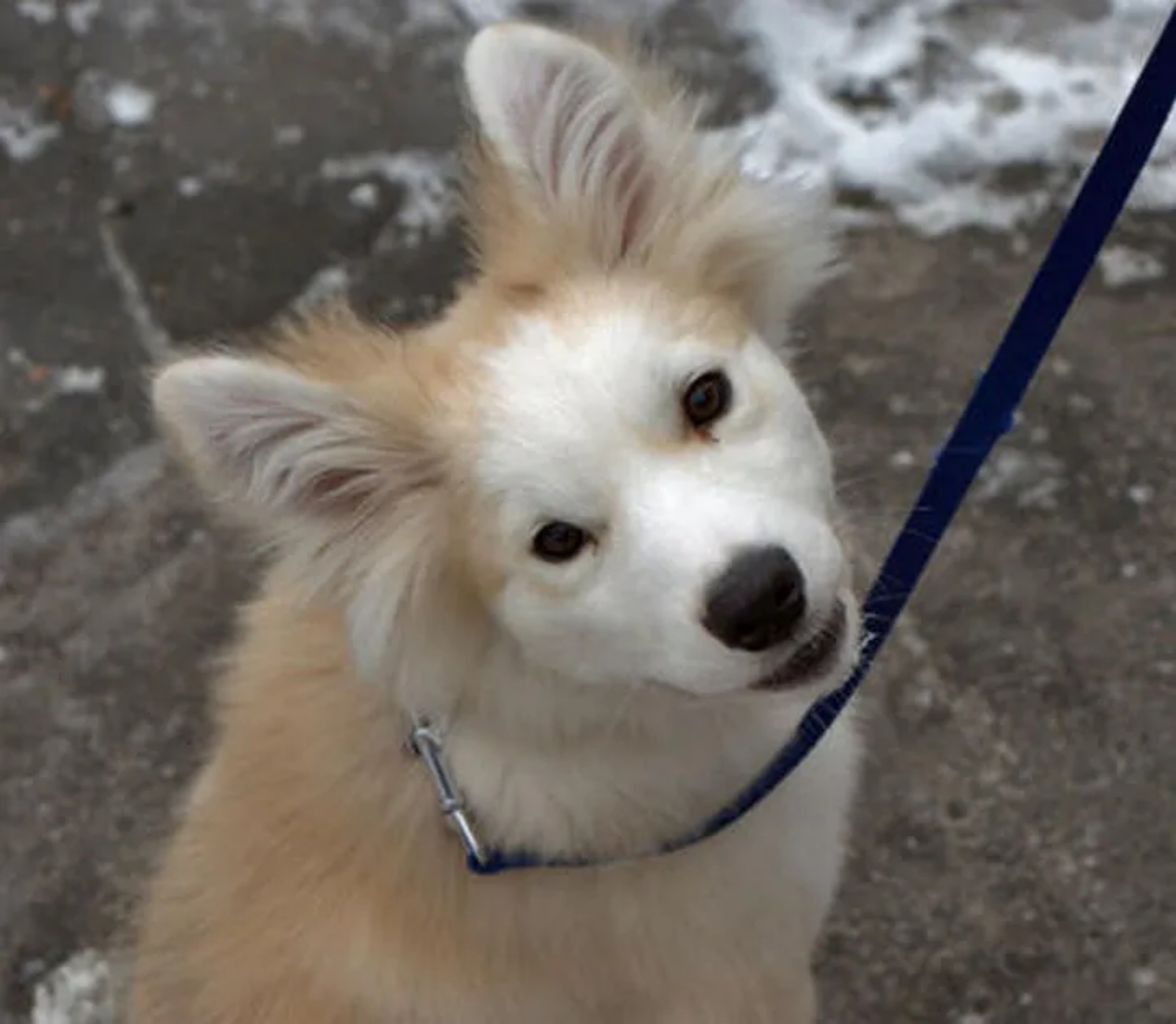 cagnolino al guinzaglio