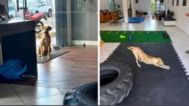 La cagnolina randagia entra in palestra per sgranchirsi un po’ e finisce per essere adottata