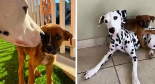 Questo adorabile Dalmata trova un cucciolo abbandonato e chiede al suo padrone di adottarlo