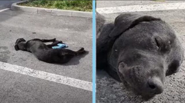 Era talmente tanto senza speranza che si stava abbandonando: questo cane giaceva per strada