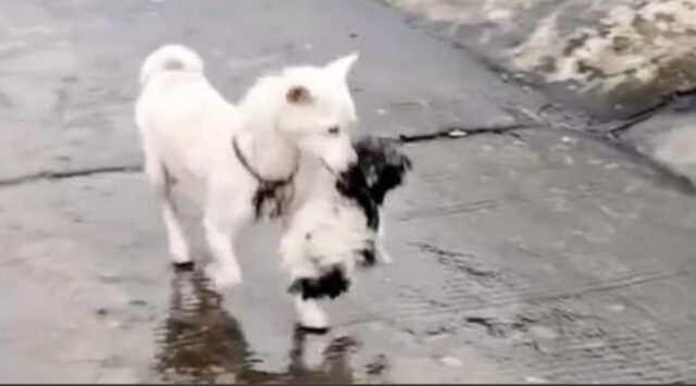 Questa cagnolina con il suo cucciolo in bocca è stata salvata dopo qualcosa di impensabile