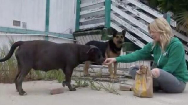 Una Pitbull incinta e la sua migliore amica vengono salvate dai resti di una scuola fatiscente