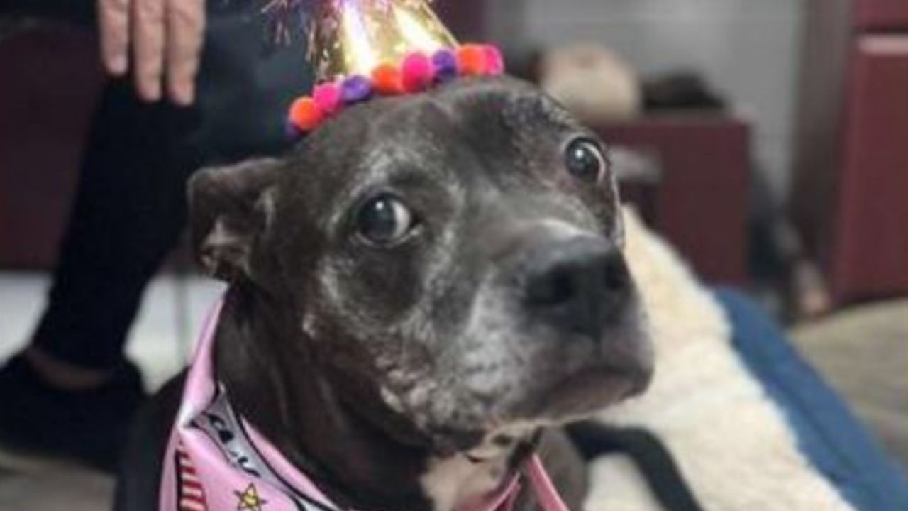 Un cane di nome Loco il giorno del suo comleanno