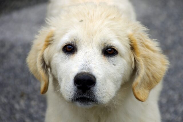 Cane abbandonato in una scatola nella neve, cucciolo di Maremmano salvato ad Aquilonia