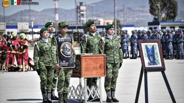 Cane da soccorso messicano morto in Turchia, l’addio a Proteo