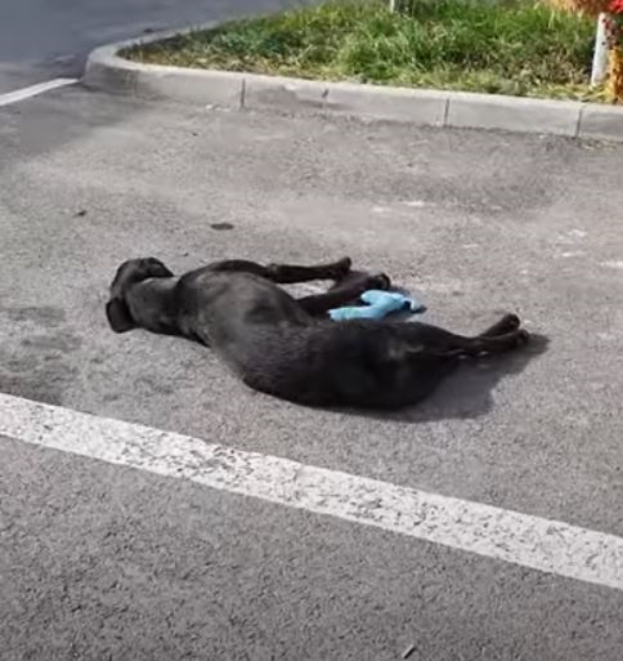 Un cane nero sdraiato sull'asfalto