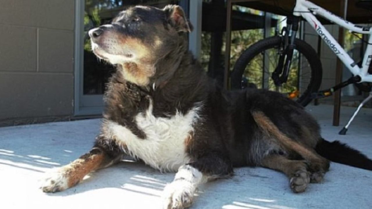 cane sdraiato in cortile