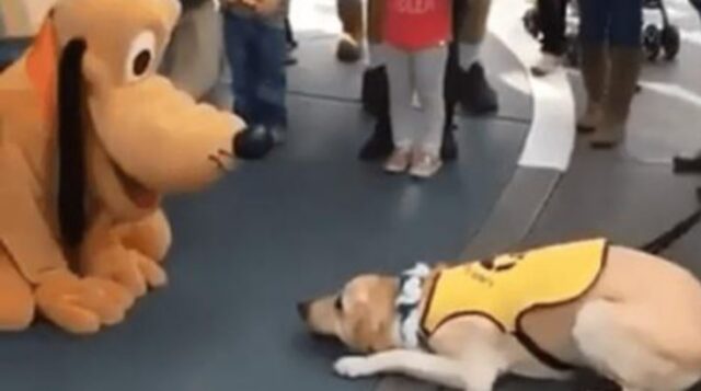 L’incontro fra questo cane e il suo mito, Pluto, è rimasto nella storia di Disneyland