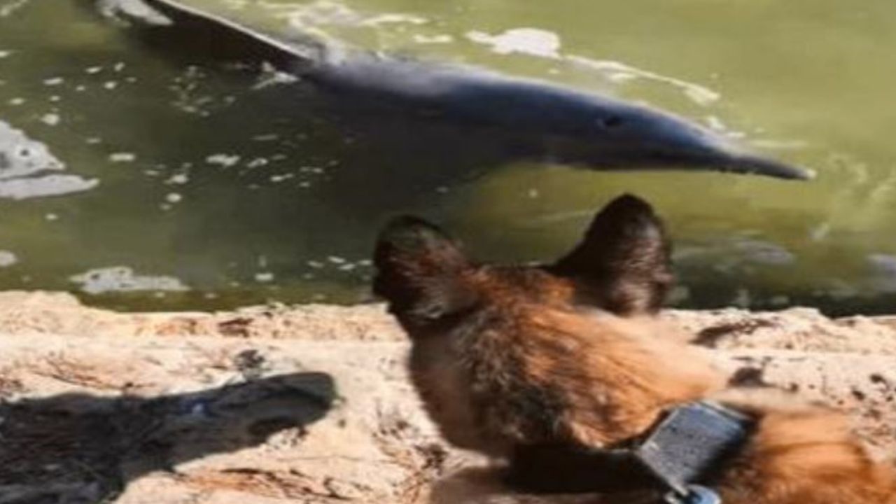 Un cane poliziotto che vede un delfino