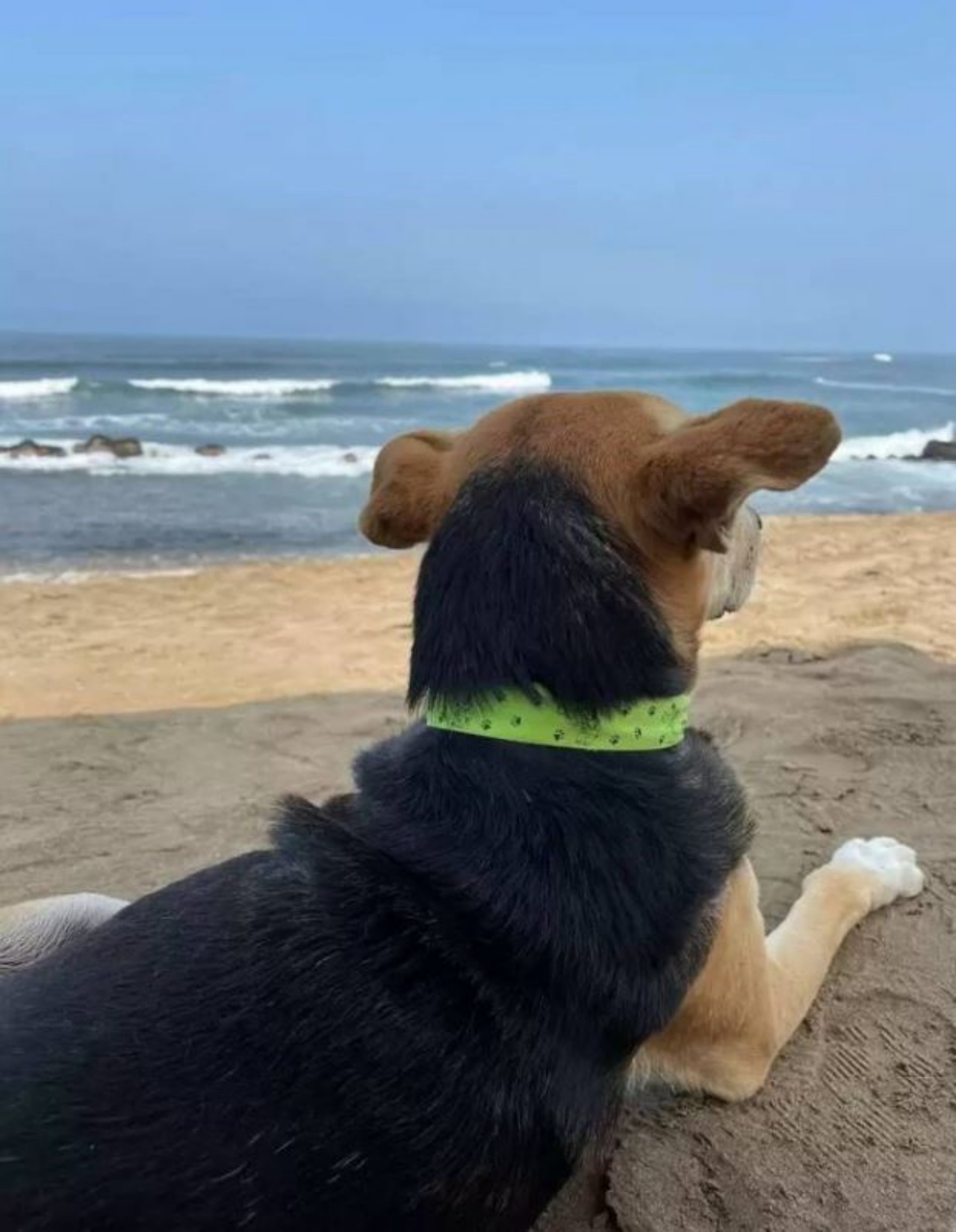 Un cane che guarda il mare