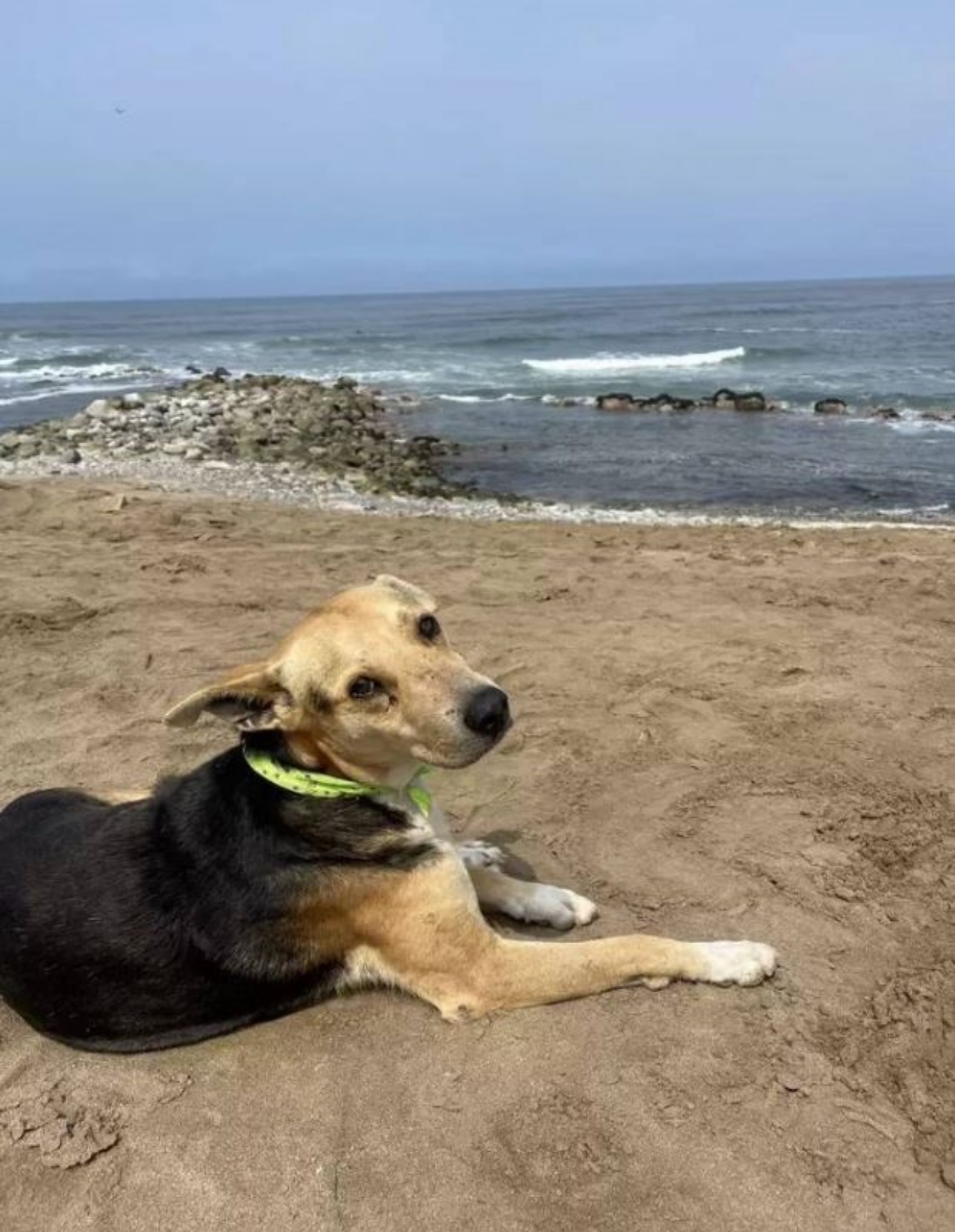 Cane che si trova sulla spieggia