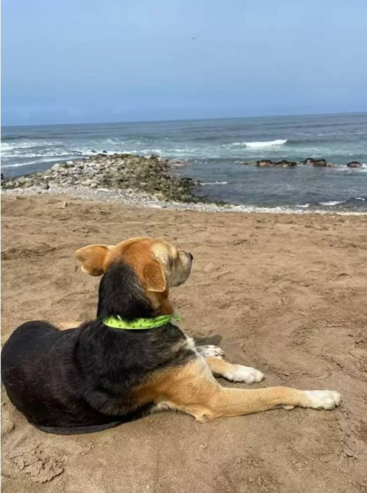 Un cane che guarda verso il mare