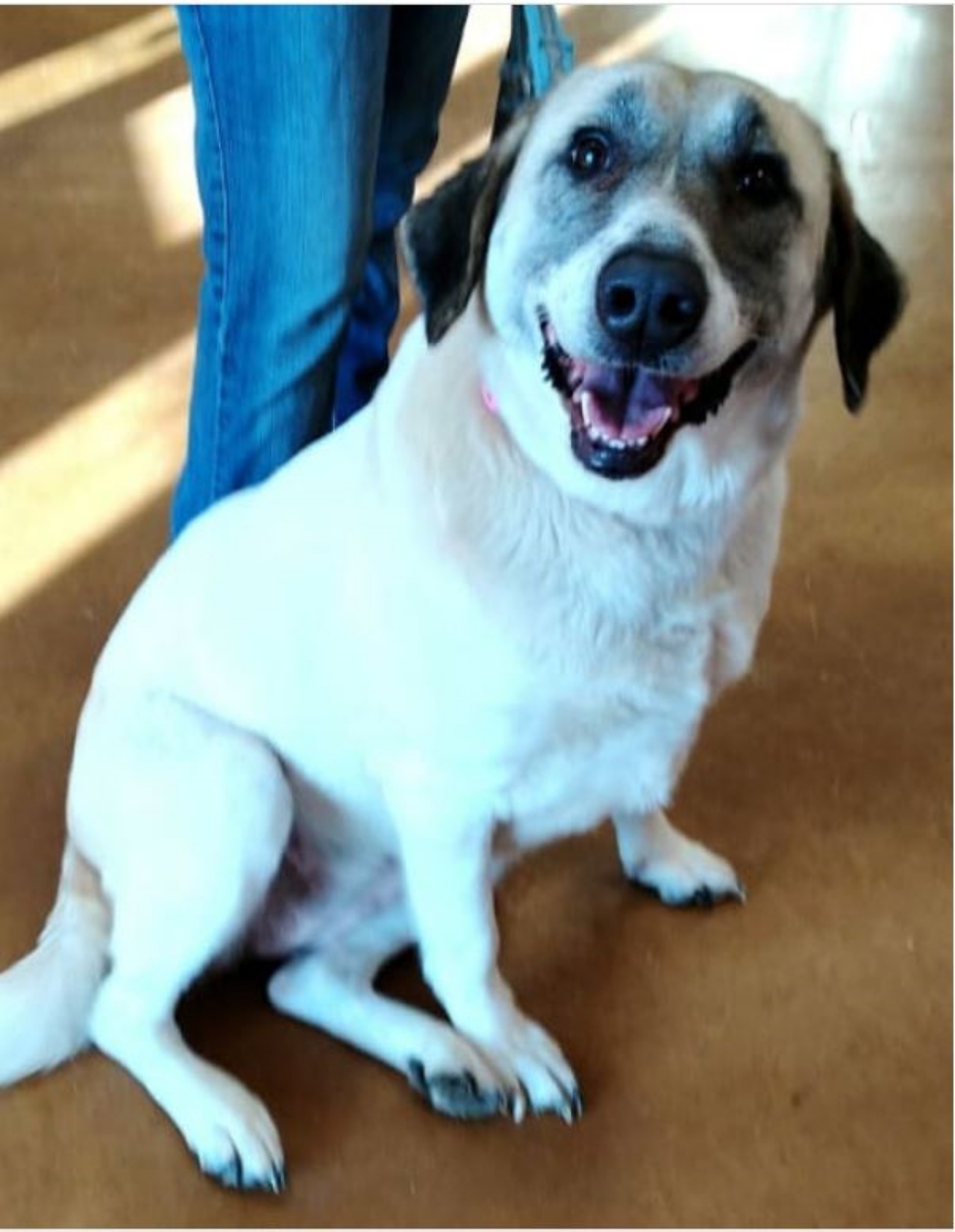 Una cagnolina di nome Cathleen