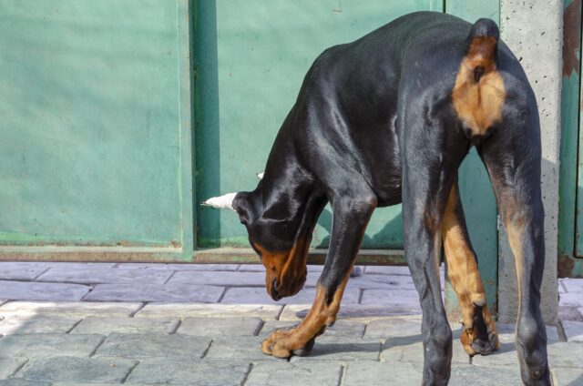 Conchectomia nel cane, cosa dice la legge sul taglio delle orecchie