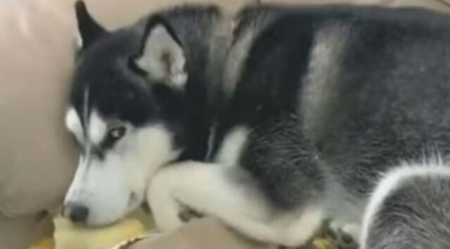 Questo Husky è un vero principe del dramma: si finge innocente e offeso dopo i rimproveri