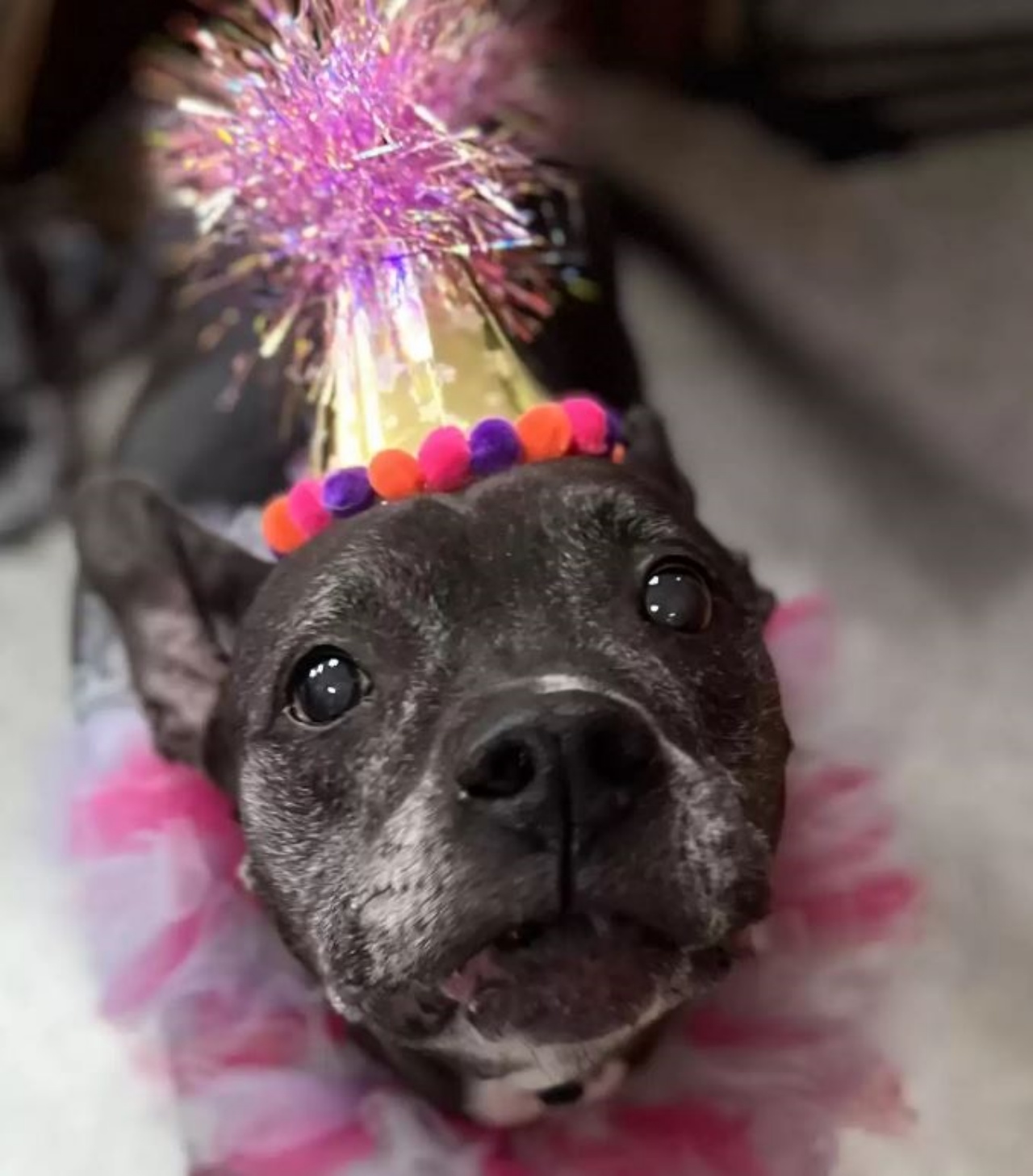 Un cane di nome Loco con un cappellino da festa