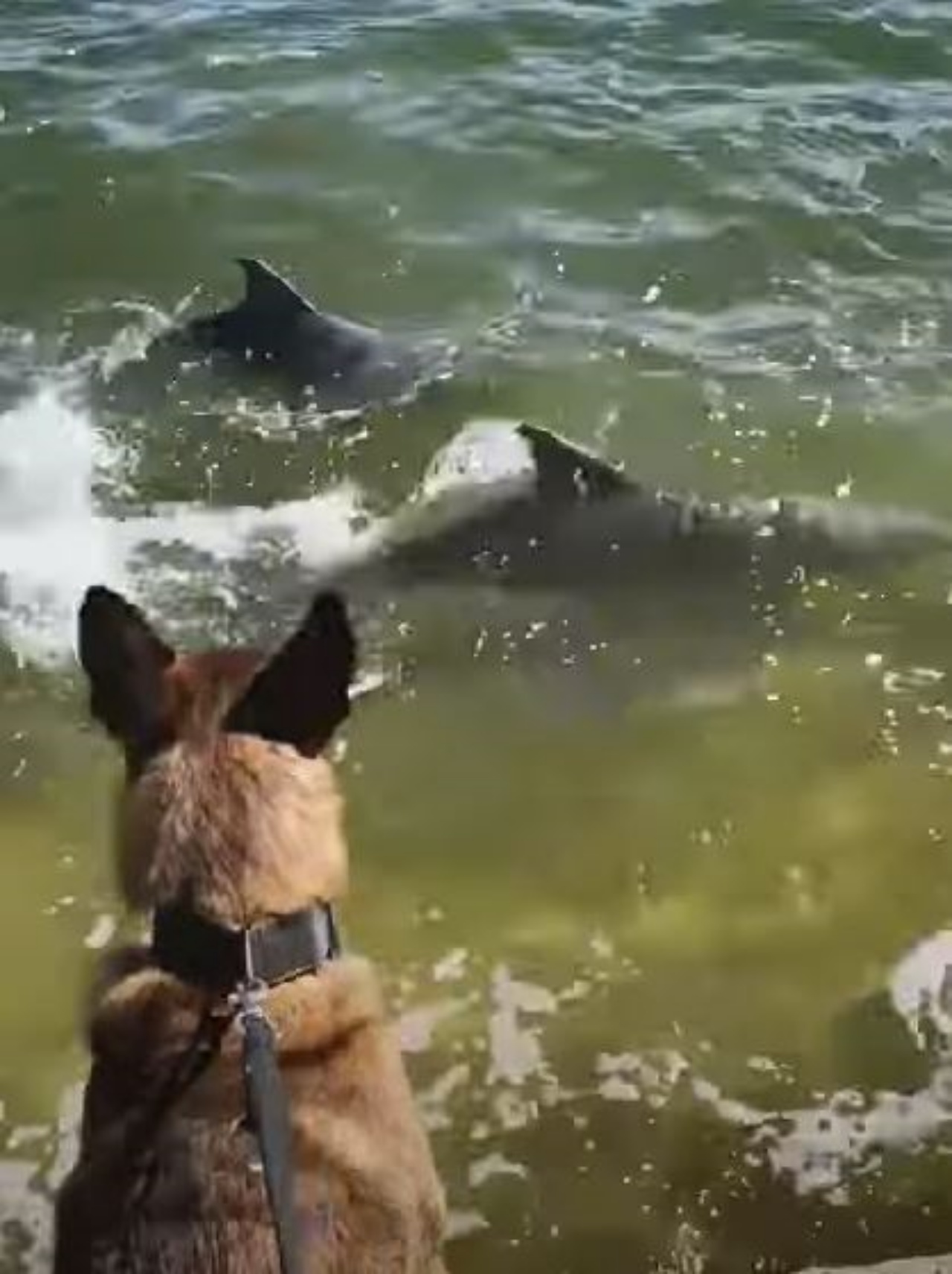 Un cane di nome Mako che guarda i delfini