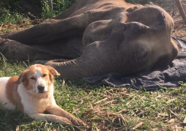 Il cucciolo Pancake viene adottato da una famiglia di elefanti, conosciamolo insieme