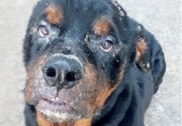 Rottweiler abbandonato al rifugio: era malato e lo hanno scaricato