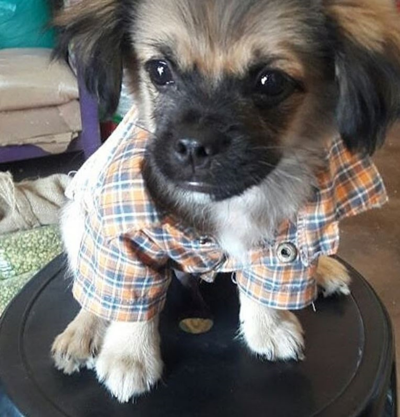 Un cagnolino con una camicia