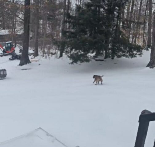 A tu per tu con la neve: questo cane non riesce a capire cosa succede e scivola come un matto