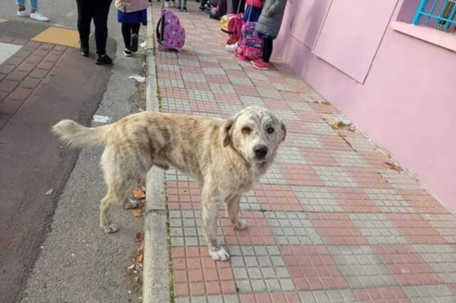 Accompagnava ogni giorno i bimbi a scuola, ora è in canile: questo cane merita amore