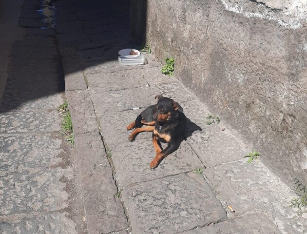 Cane abbandonato all’interno di una carrozzina accanto a un cestino dell’immondizia