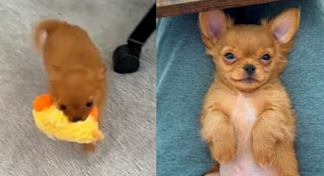 Chaos: il Chihuahua più tenero del web famoso per il suo ringhiare