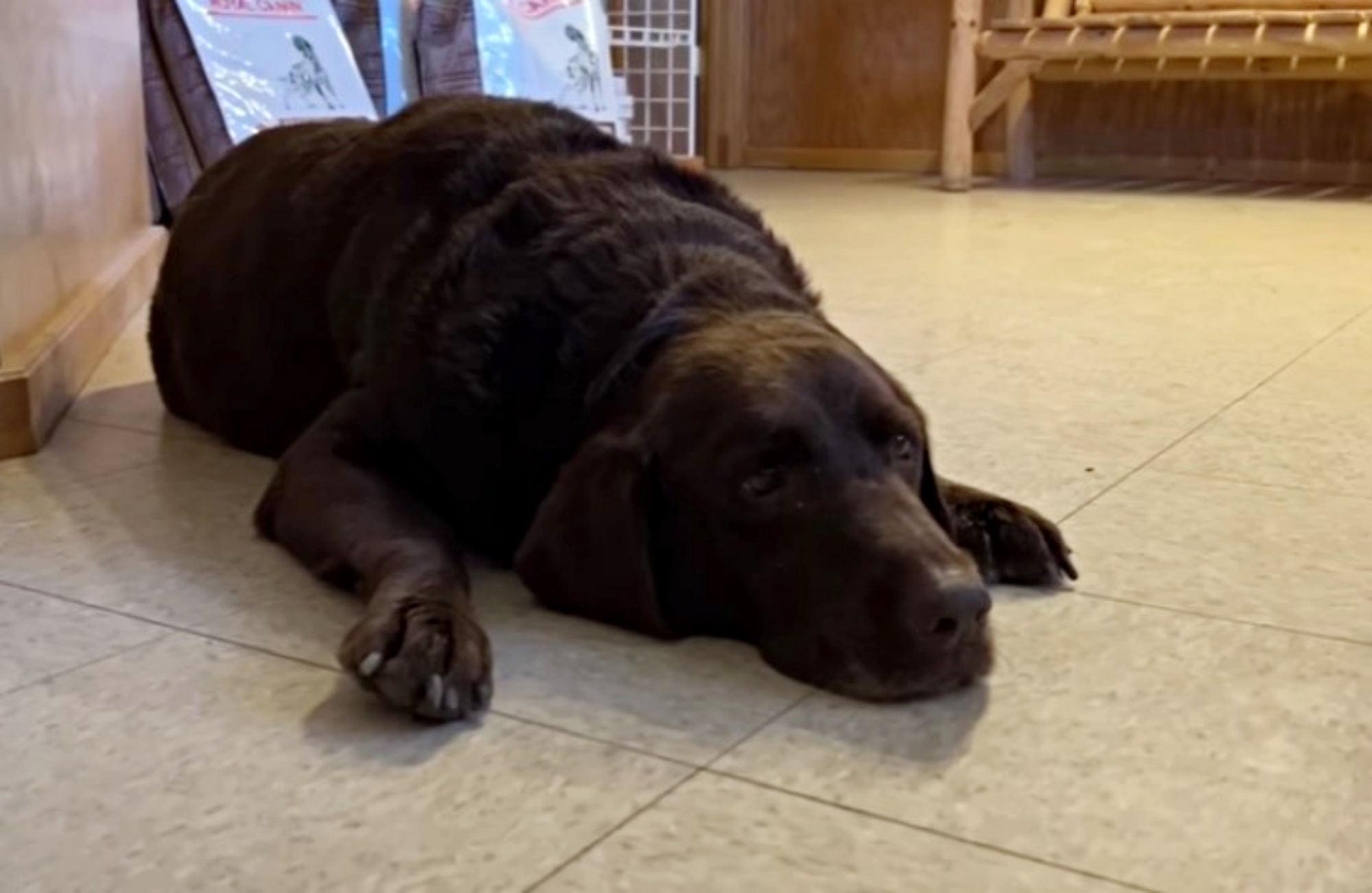 cagnolona stesa