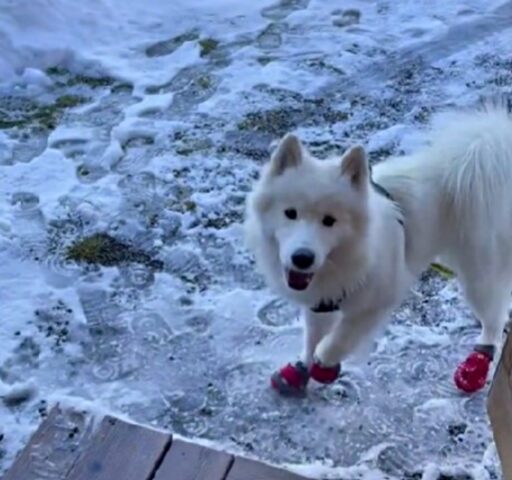 Ebbene sì, questo cane riesce a essere entusiasta delle sue nuove scarpette rosse