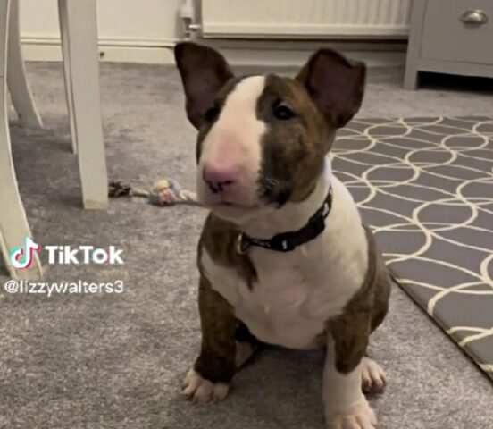 Il Bull Terrier speciale stupisce tutti con il suo muso particolare e il suo carattere d’oro