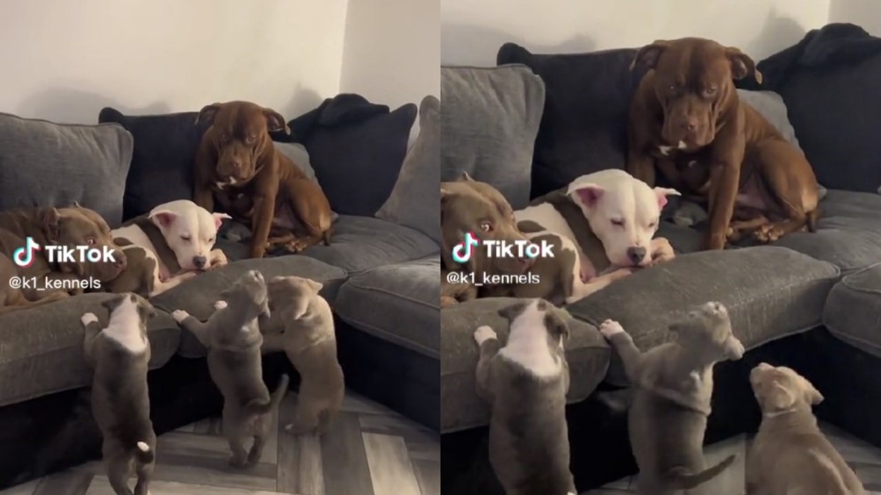 pitbull e cuccioli