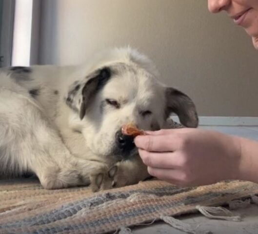 Il cane cieco e sordo viene svegliato nel modo più goloso che si possa immaginare