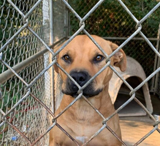 Il cane sorride a tutti i possibili adottanti, ma nessuno lo nota